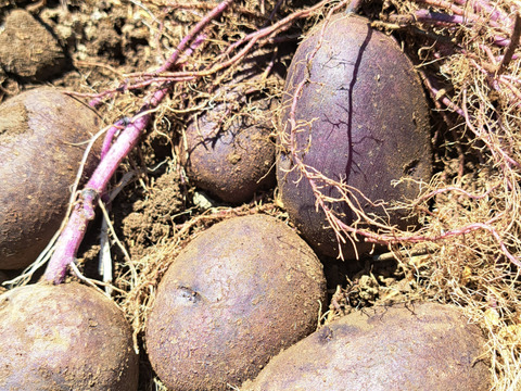 ホクホクなのに粘質感も！深い甘みのジャガイモ「タワラマゼラン」１Kg【栽培期間中農薬、化学肥料不使用】