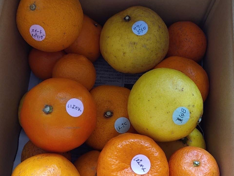 鹿児島県産「6種のみかん柑橘詰め合わせ」【柑橘食べ比べ】箱込み5㎏