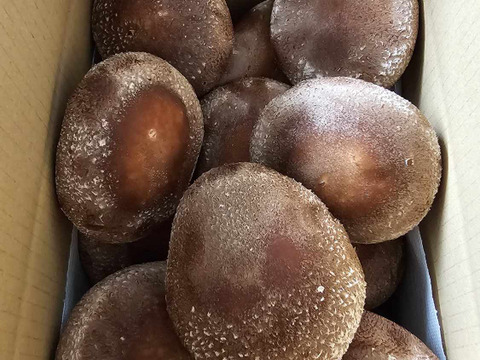 【夏ギフト】徳島県産三ツ星しいたけ「夏華（なつか）」300g×2パック