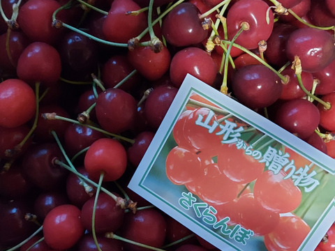 食べチョクオープン特別価格！！！山形県産 さくらんぼ 紅さやか 訳