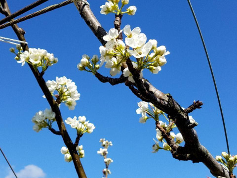 収穫開始です！「豊水梨」約5kg　瑞々しくて爽やかな甘味でシャリっと食感です！