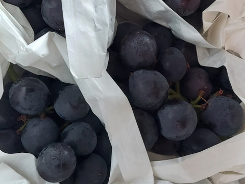 訳あり品💙山梨県産朝採れ種無し巨峰】2キロ一箱でお届け！一度食べ