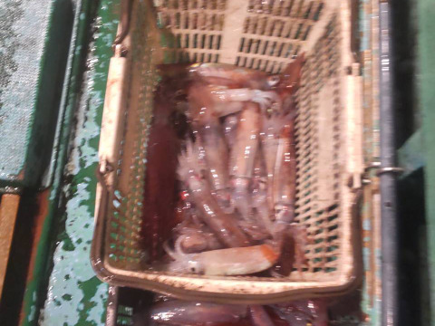 【限定】急速冷凍スルメイカ