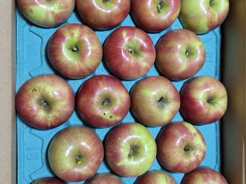 初出品サービス価格【朝採り当日発送】つがる5kg箱☆さわやかな甘さの定番夏りんご☆無選別規格（4.5kg〜5kg＝16~20玉目安）※化学合成農薬40%以上削減栽培