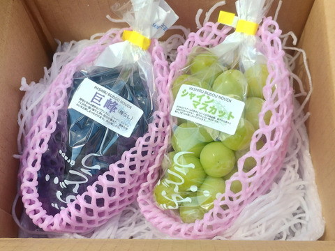 爽やかな甘みと香り'シャインマスカット’と粒も取れちゃうほど完熟の”巨峰”詰め合わせ　秀品　800㎏　（２～３房）【着日指定不可商品】