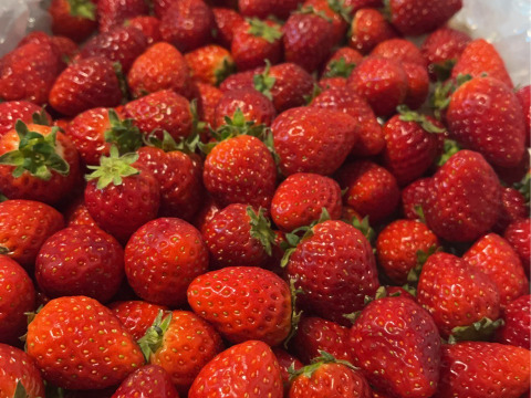 よつぼし☆小粒2kg