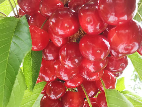 【発送は６月下旬～】紅秀峰３５０ｇ×２(贈答用)「味に自信あり!!」