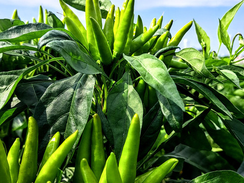 2024年　新鮮青生、唐辛子とうがらし(鷹の爪)　　期間限定品！500g(約150～180本)