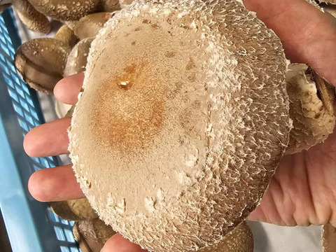 【福袋2025】徳島県産三ツ星しいたけ「夏華（なつか）」800g