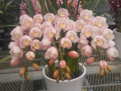 シンビジウムアーチ仕立て3本立