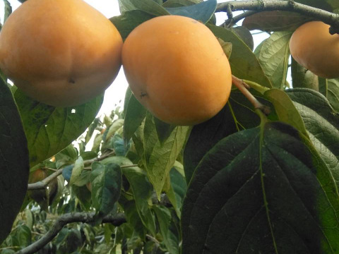 お試し価格 3.8キロ《脱渋済》たねなし庄内柿