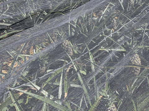 甘さ際立つ！沖縄県産『サンドルチェ』🍍　3玉　3.5kg～