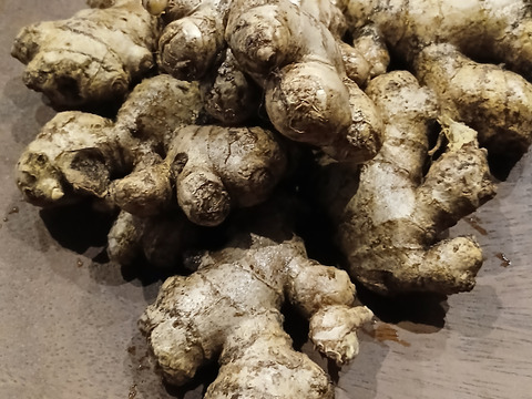 【親生姜】【約１キロ】農薬化学肥料不使用の房州中太生姜