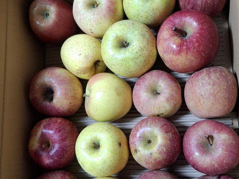 ジュース用・加工用りんご（冬りんご） お得にたっぷり使える！ 5kg