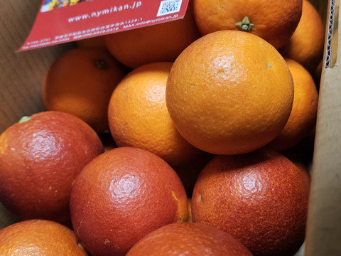 【日テレ話題沸騰】見つけたら超ラッキー『幻の生ブラッドオレンジ』国産やみつきリピーター続出🍊傾斜35度の崖上で収穫される希少な宇和島ブランドみかん☆お得キャンペーン約3kg【2027年2月上旬予約】