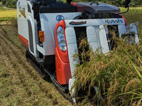 【令和6年新米】♣️一度食べてみてほしいお米　麻奈為🌾京都・京丹後峰山産　特別栽培米ミルキークイーン【玄米】3㎏(希望者精米無料）