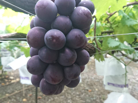 【常温便】果汁たっぷり！種なしぶどう巨峰あわせて3キロ