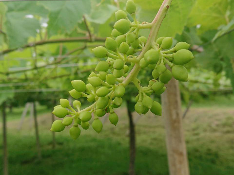 《送料無料》《希少品種》食べたことありますか？オリエンタルスター　2キロ箱使用（4〜8房）種なし