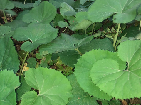 ばぁばの【フキ❗❗】約2kg！唐辛子つき🌶️🌶️🌶️子供に食べさせたい野菜😋🍙自称永遠の18才✨️✨️✨️ばぁばのモノスゴイ野菜🍅🍆🌽✨✨✨✨✨