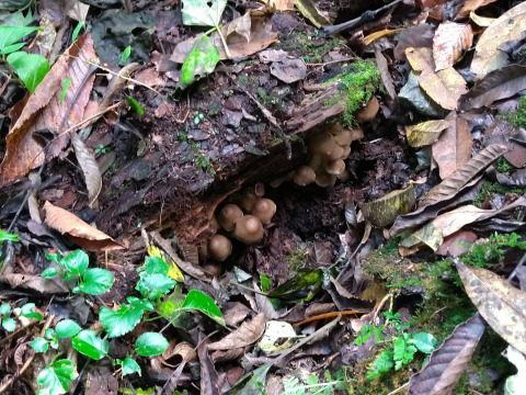 【真の幻茸】オドウタケ/オドタケ/御洞茸/ジュロウ/準絶滅危惧種の美味きのこ/500g