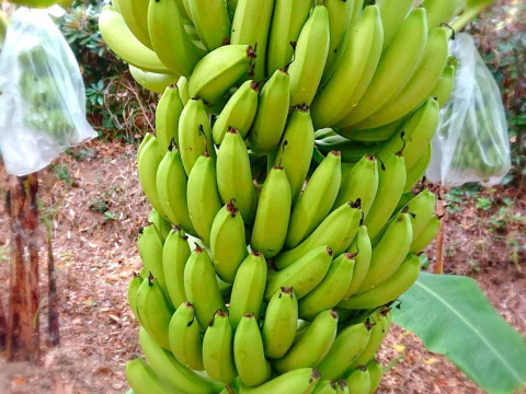 【特別セット：農薬・化学肥料】国産バナナ!1.1kg+安納芋400g 【栽培期間中不使用】