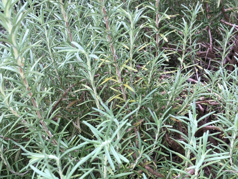 【専用】渋柿と農家のローズマリーつき🌿農薬と化学肥料を使わないで育てた野菜セット🌰【数量限定❗❗】子供に食べさせたい（５品目～７品目）😋🍚🎵🎵ばぁばのモノスゴイ野菜🍅🍆🌽✨✨✨