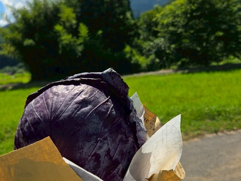 栄養満点！彩り鮮やかなムラサキキャベツ ２キロ箱（例：５００ｇ×４個）