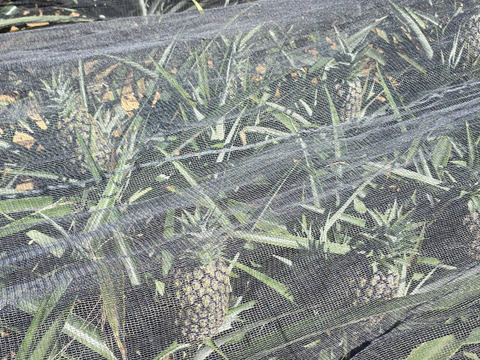 甘さ際立つ！沖縄県産『サンドルチェ』🍍　1玉　1.3kg～