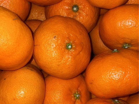 ☆愛媛の特産☆ 【 甘 平 】 ご家庭用　５kg