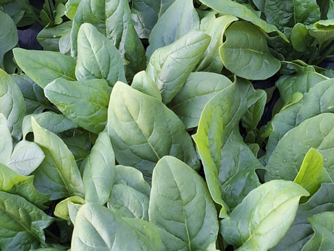 【農薬化学肥料不使用】旬の野菜セット(80サイズ5-6品)