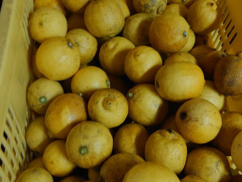 【瀬戸田発！】自然農レモン(4kg) 農薬・肥料の不使用1年目