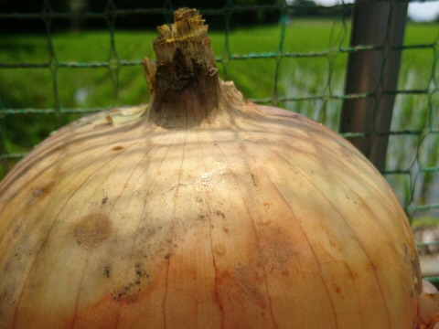 いっぺん食べてくろ！実は生産量上位の栃木の新玉ねぎ！ tamanegi