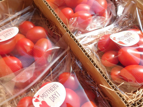 【母の日ギフト】 フルーツトマト『わにつかトマト こくあまプレミアム』【150g×4コ】はじけるジューシーな味わいの贈り物♪