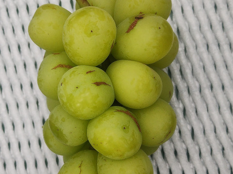 爽やかな甘みと香り　シャインマスカット　家庭用（規格外）800g（２～４房）