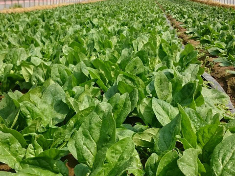 血をサラサラにしよう！新鮮ほうれん草