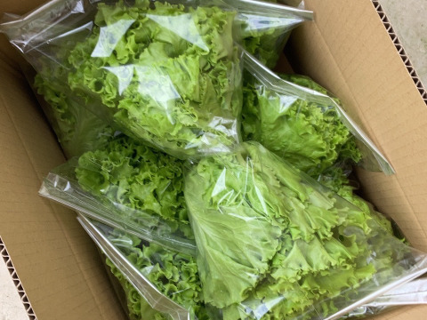 シャキシャキ食感が止まらない！リーフレタス3種の盛り合わせセット☆1キロ☆