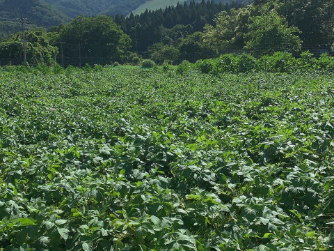 【火山の麓のじゃがいも】　兵庫県但馬産新じゃが！　《きたあかり　箱入３kg》