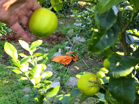 訳あり　愛媛県産　瀬戸内　栽培期間中農薬不使用　国産レモン　2kg