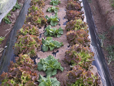 【農薬化学肥料不使用】旬の野菜セット(80サイズ5-6品)