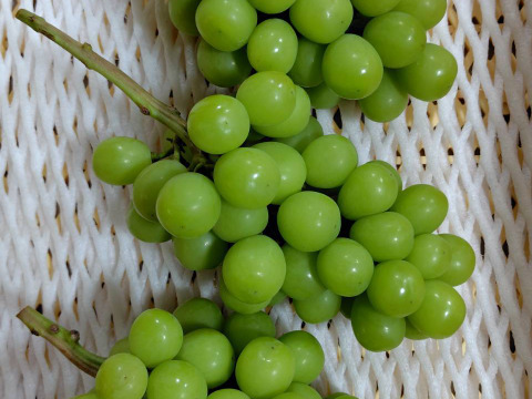 若木のシャインマスカット(２〜４房)