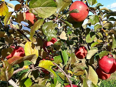 果実たっぷり低糖度りんごジャム（２５０ｇ×６瓶セット）