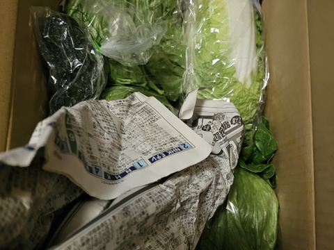 淡路島レタス、４玉