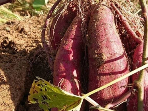 甘みたっぷり！熟成紅はるか　5ｋｇ