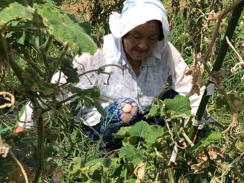 長ネギだけ～～(；ﾟДﾟ)！？ばぁばのモノスゴイ野菜🥬約４㎏✨✨✨