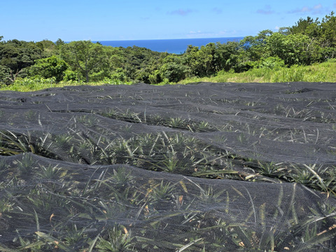 パインの最高峰🍍ジューシーで極上の甘さ！沖縄県産『ゴールドバレル』（大玉）2.0kg~  1玉