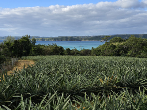 パインの最高峰🍍ジューシーで極上の甘さ！沖縄県産『ゴールドバレル』（大玉）2.0kg~  1玉