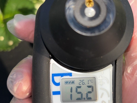 【糖度15度オーバー】一万人が虜になった究極の匠の叡智『八女津姫ブランドいちご』超大容量パッケージ約1000g【冬ギフト】【2月中旬予約】