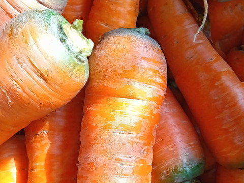 にんじん　新黒田五寸　肥料農薬不使用、自然栽培、自家採種