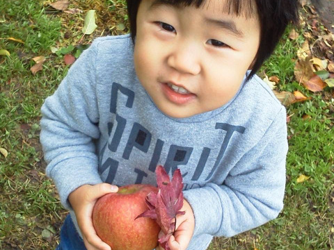 りんご農家のおやつ小玉サンふじ