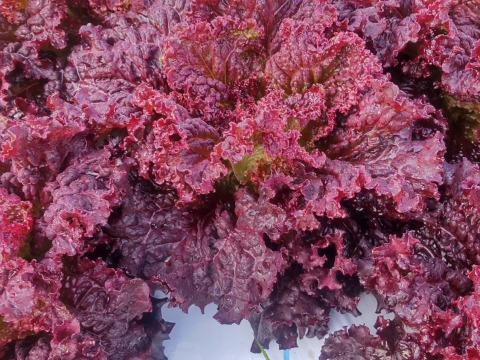 【夏ギフト】！ワインレッドの力★赤レタス4株～農薬/化学肥料・不使用